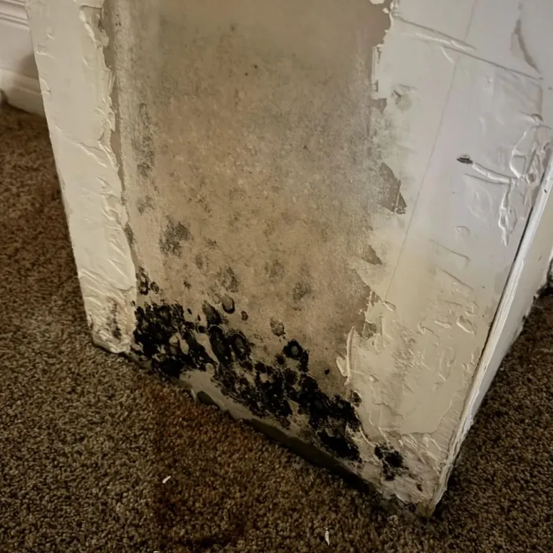 Professional Mold Removal in Vinton, IA